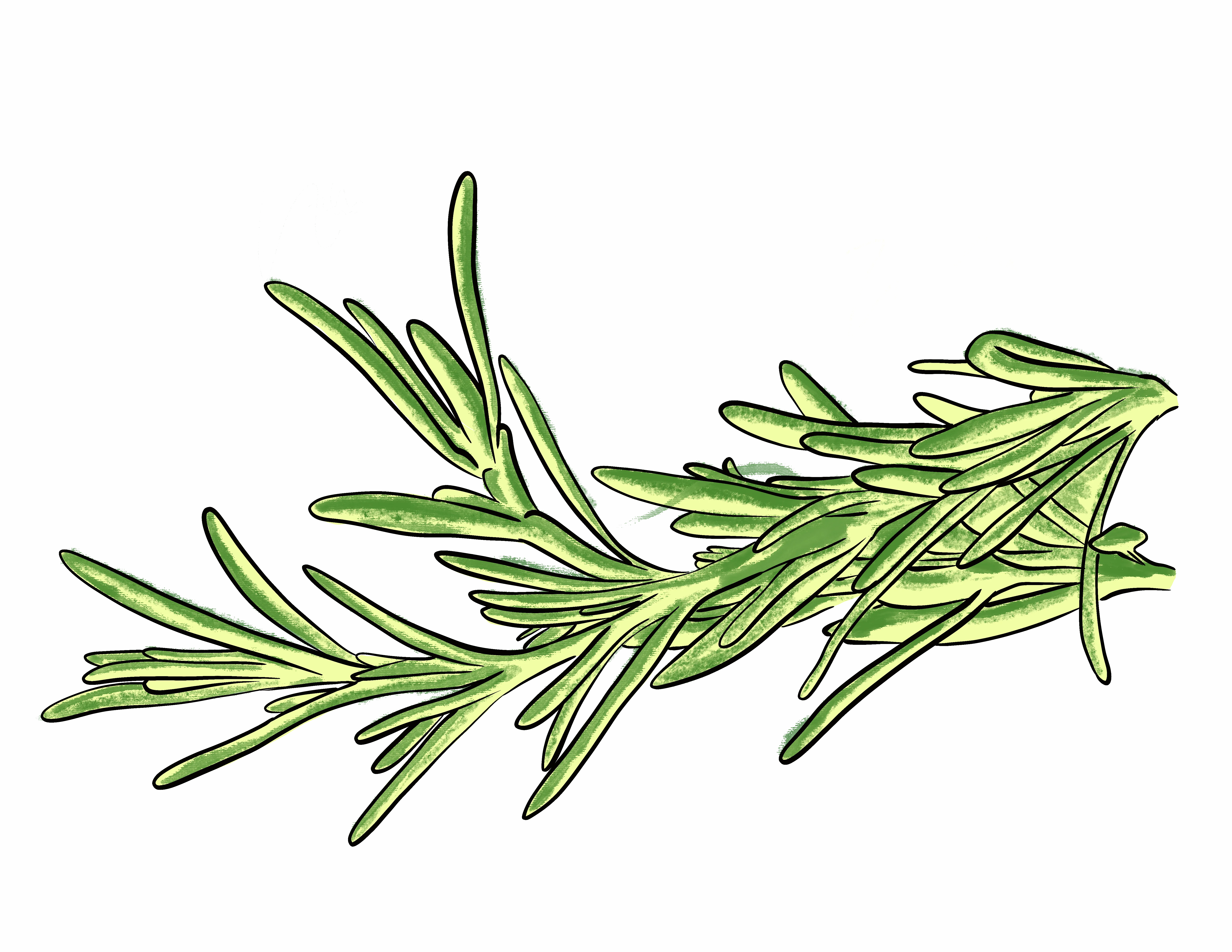 Rosemary Leaf